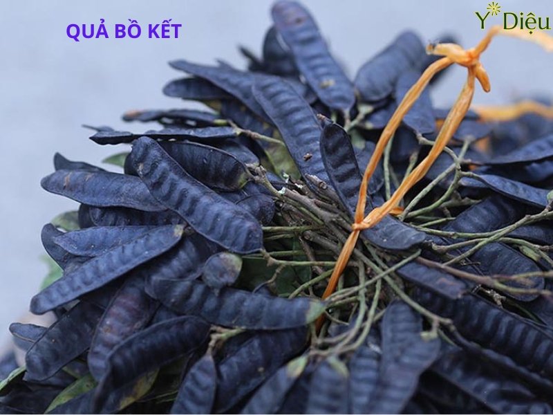 Bồ kết là một loại thảo dược không thể thiếu trong dầu gội đầu thảo dược giúp tóc đen mượt óng ả